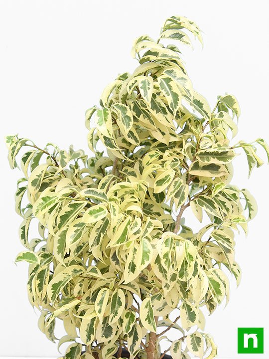 Ficus Starlight, Ficus benjamina - Plant - Image 5