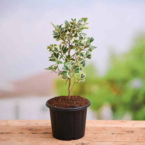 Ficus Triangularis variegata - Plant