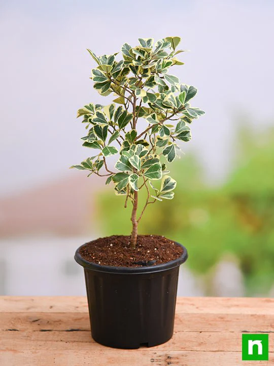 Ficus Triangularis variegata - Plant - Image 2
