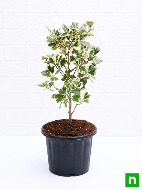 Ficus Triangularis variegata - Plant - Image 3