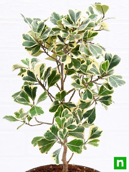 Ficus Triangularis variegata - Plant - Image 4