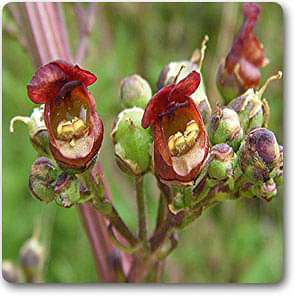 Figwort - Plant