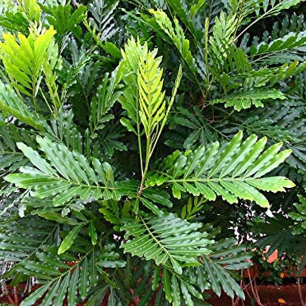 Filicium decipiens - Plant