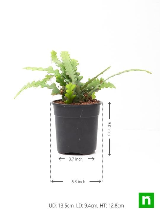 Fishbone Cactus - Succulent Plant - Image 3