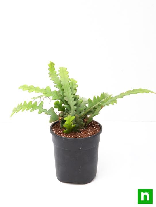 Fishbone Cactus - Succulent Plant - Image 4