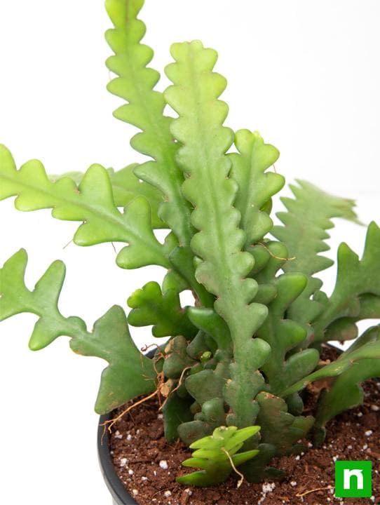 Fishbone Cactus - Succulent Plant - Image 5