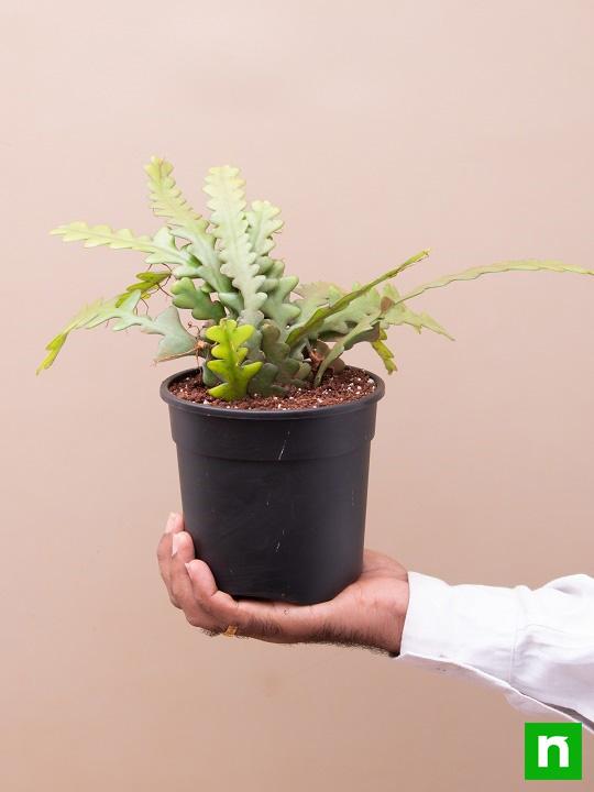Fishbone Cactus - Succulent Plant - Image 6