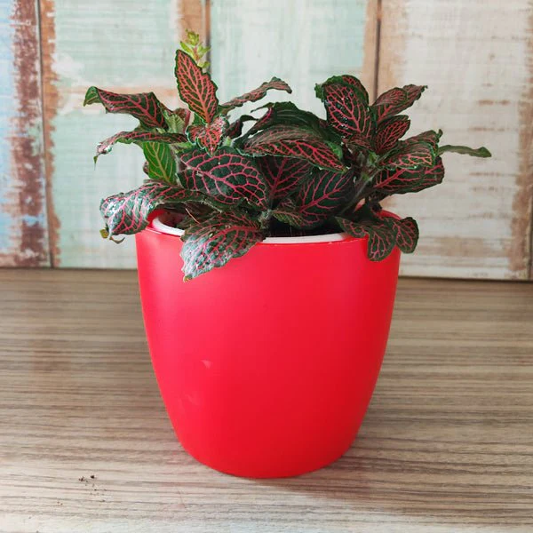Fittonia Albivenis, Red Nerve Plant - Plant