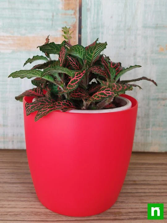 Fittonia Albivenis, Red Nerve Plant - Plant - Image 2