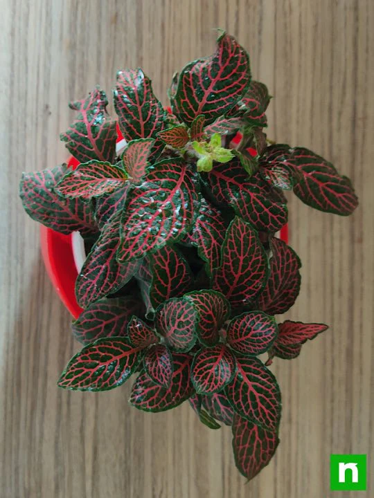 Fittonia Albivenis, Red Nerve Plant - Plant - Image 3