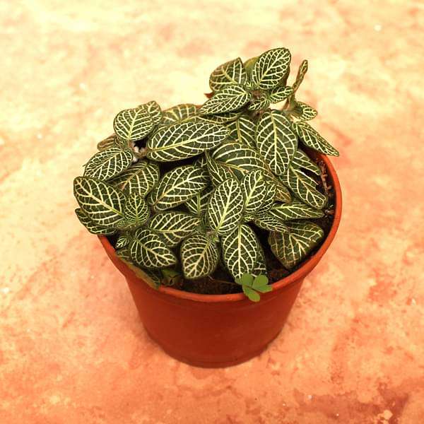 Fittonia Albivenis, White Nerve Plant - Plant