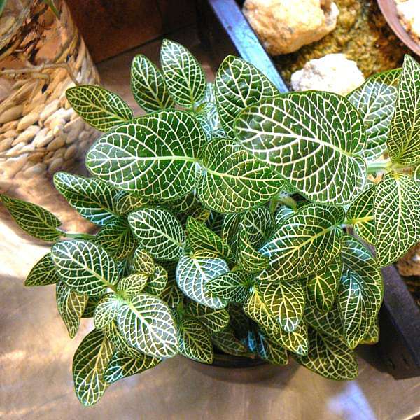 Fittonia Albivenis, White Nerve Plant - Plant - Image 2