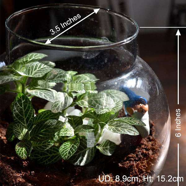 Fittonia globe terrarium (6in Ht) - Image 2