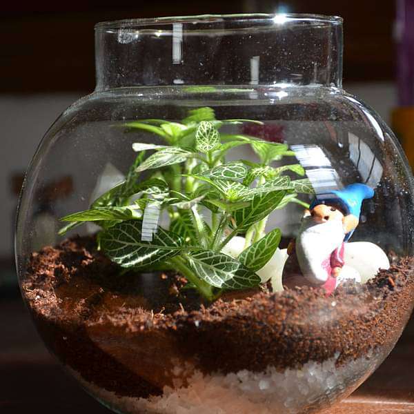 Fittonia globe terrarium (6in Ht) - Image 3