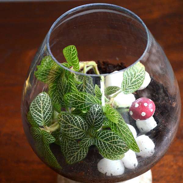 Fittonia wine goblet terrarium (6in Ht)