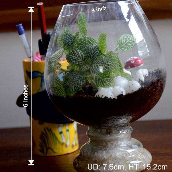 Fittonia wine goblet terrarium (6in Ht) - Image 2