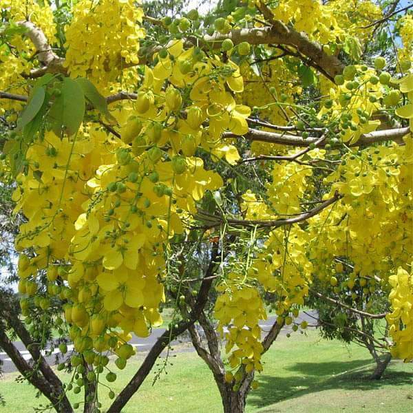 Flower of Kerala, Bahava - Plant