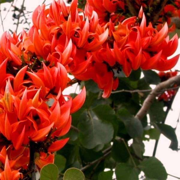 Flower of Madhya Pradesh, Palash - Plant