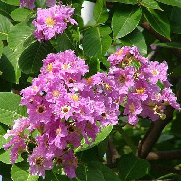 Flower of Maharashtra, Taman - Plant