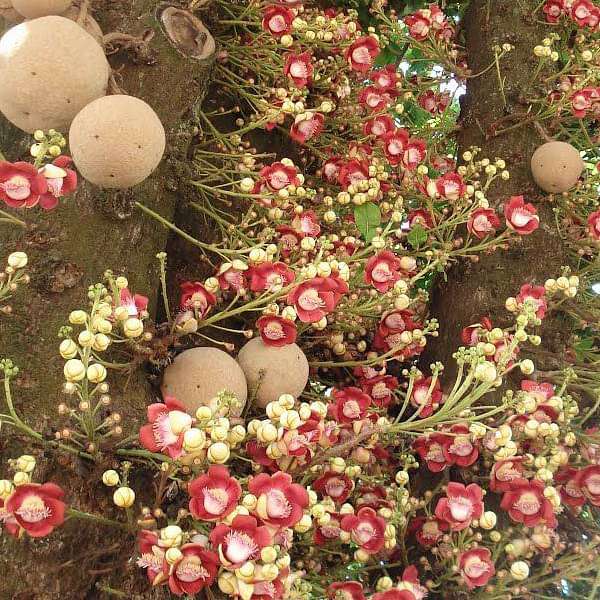 Flower of Puducherry, Cannon-ball - Plant