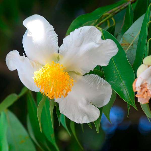 Flower of Tripura, Nagkesar - Plant