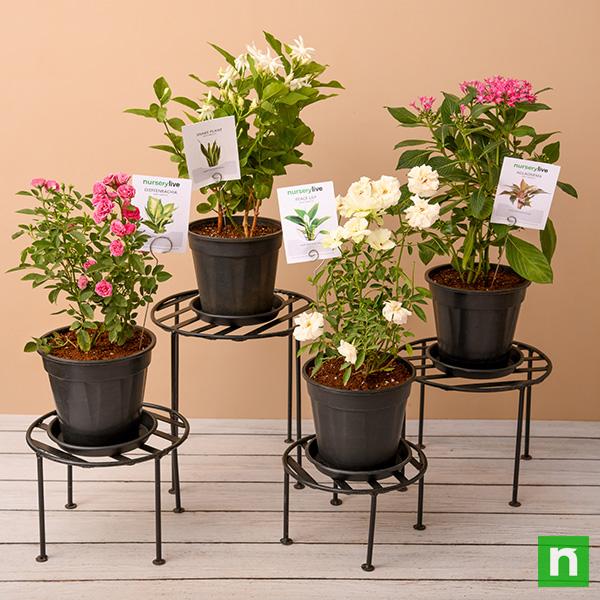 Flowering plants with metal stand for sunny location - Image 2