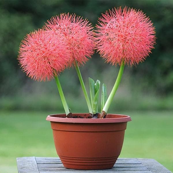 Football Lily, Haemanthus Multiflorus, Blood Lily - Bulbs (set of 5)