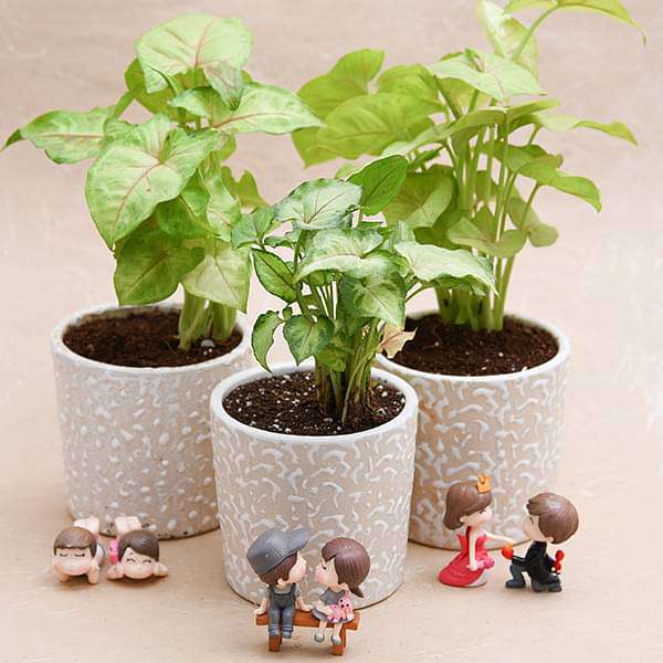 Forever love - Miniature Garden - Image 2