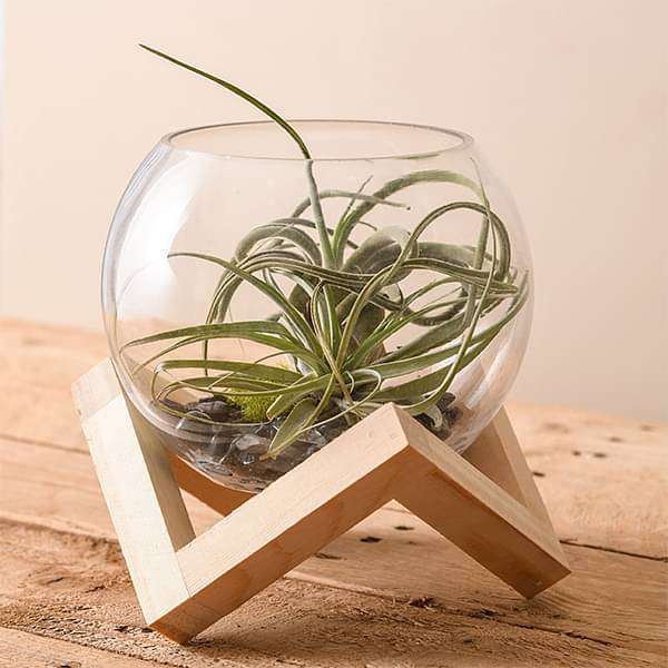 Foundation - Air Plant