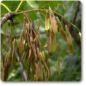 Fraxinus americana - Plant