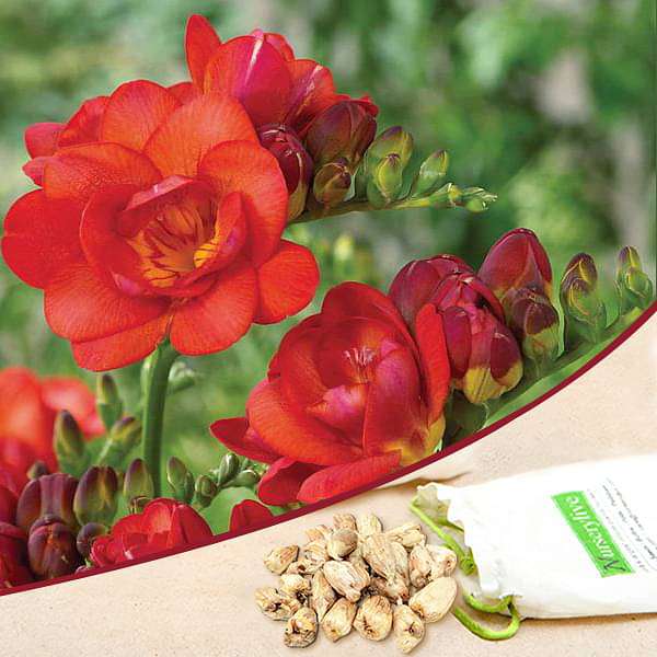 Freesia Double (Red) - Bulbs (set of 5)