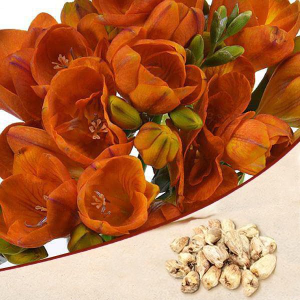 Freesia (Orange) - Bulbs