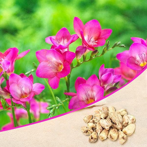 Freesia (Pink) - Bulbs (set of 5)
