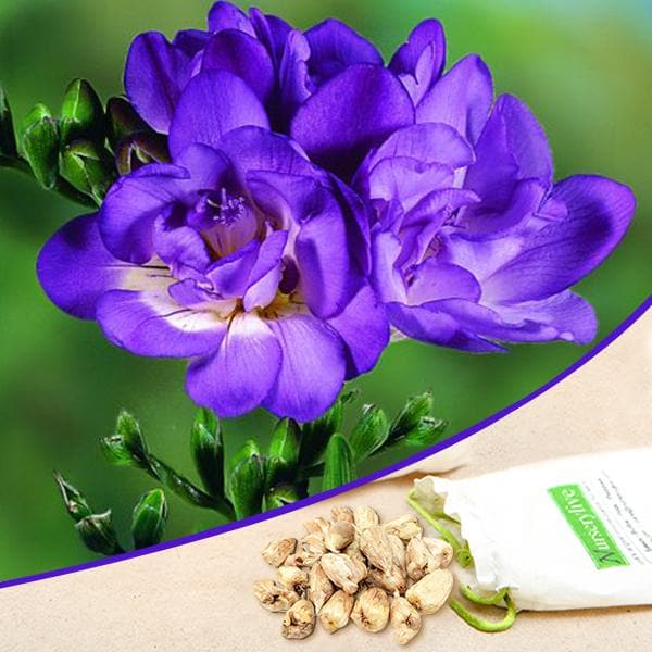 Freesia (Purple) - Bulbs