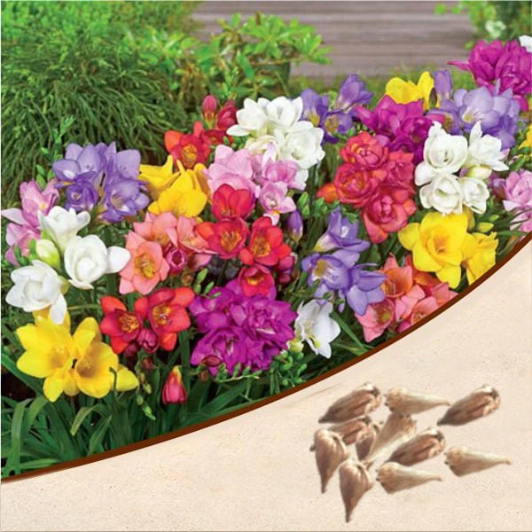 Freesia (Random Color) - Bulbs