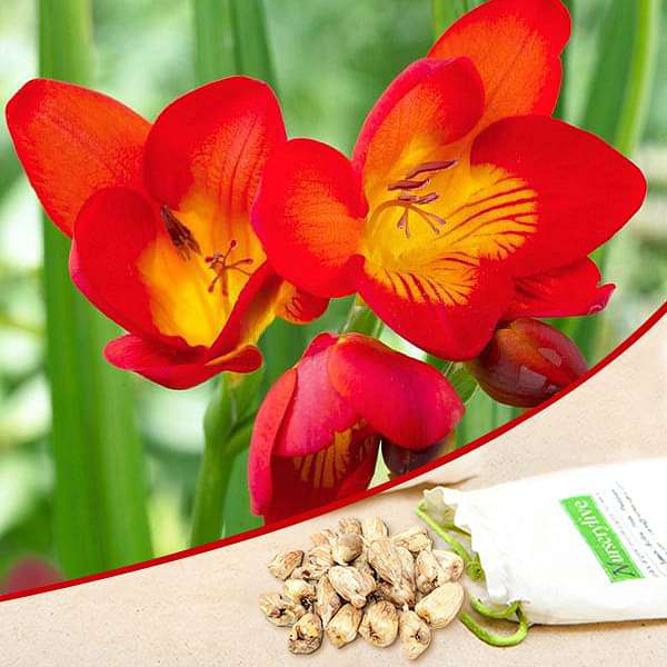Freesia (Red) - Bulbs