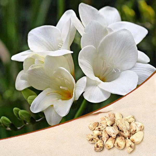 Freesia (White) - Bulbs