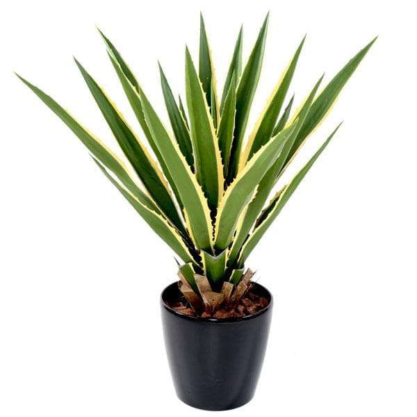 Furcraea Gigantea Striata, Furcraea Foetida Striata - Plant