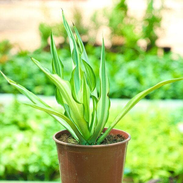 Furkeria - Succulent Plant
