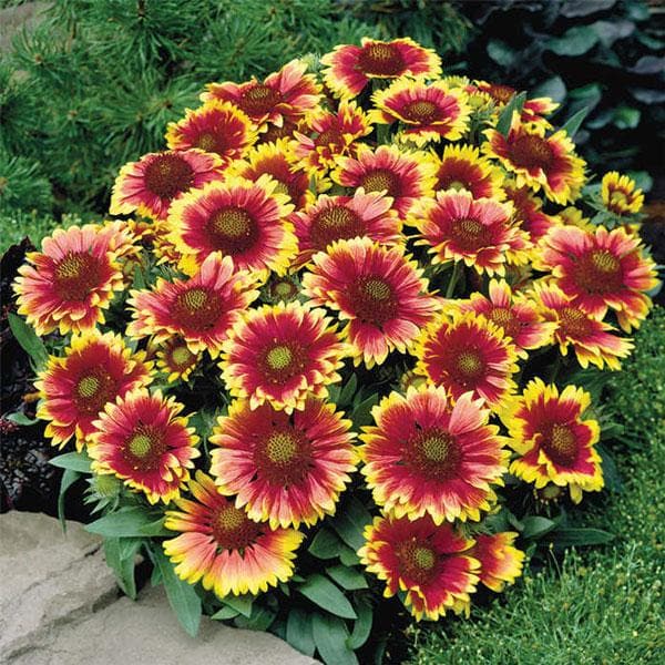 Blanketflower, Gaillardia - Plant
