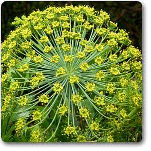 Galbanum - Plant