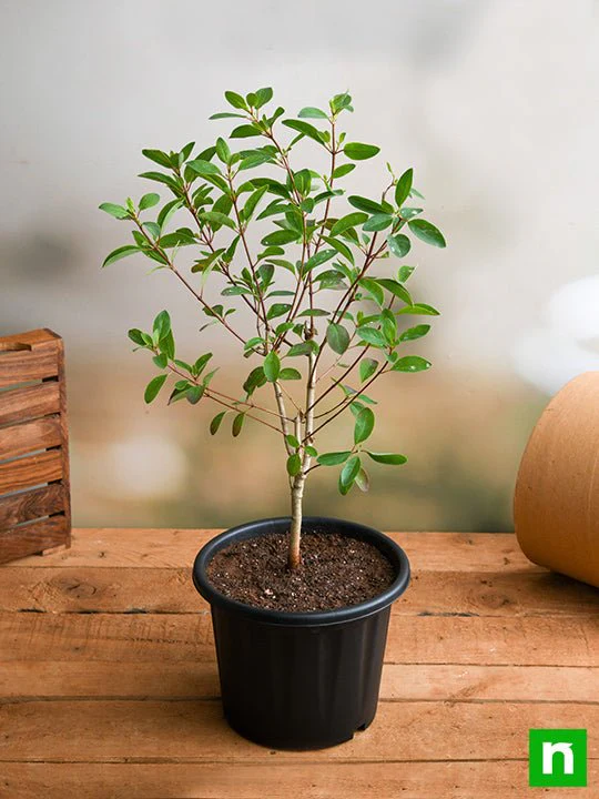 Galphimia Glauca - Plant - Image 2