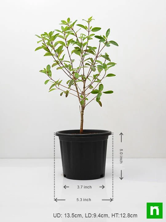 Galphimia Glauca - Plant - Image 3