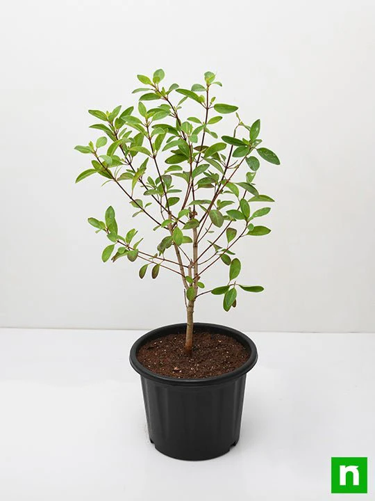 Galphimia Glauca - Plant - Image 4