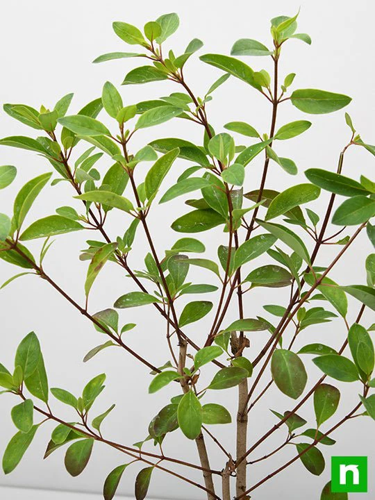 Galphimia Glauca - Plant - Image 5