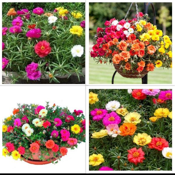 Garden Gift (Set of 2 Portulaca Plants or Mix Flower Seeds)