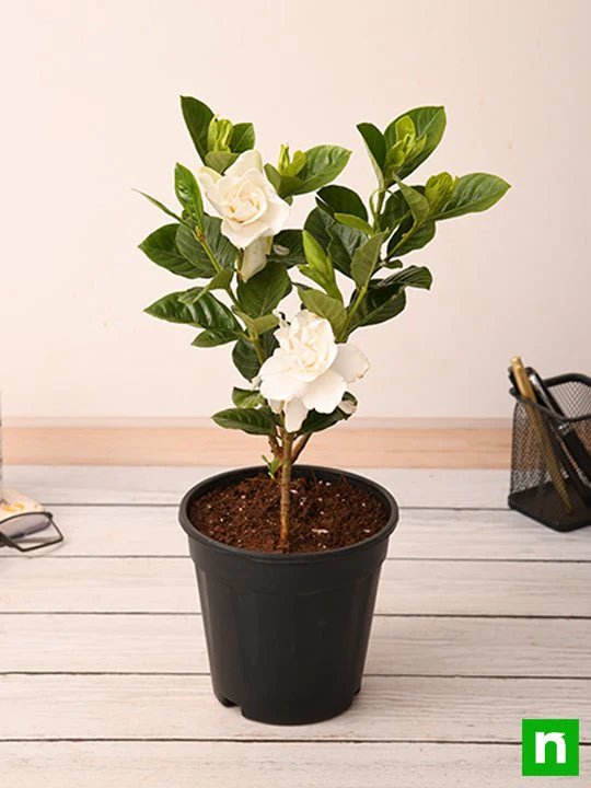 Gardenia, Ananta - Plant - Image 2