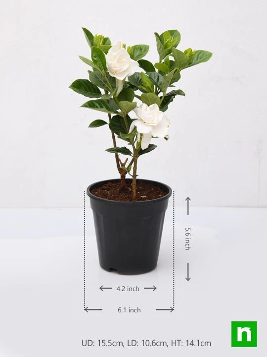 Gardenia, Ananta - Plant - Image 3