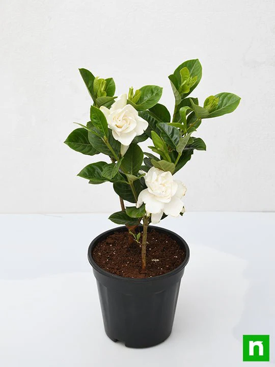 Gardenia, Ananta - Plant - Image 4