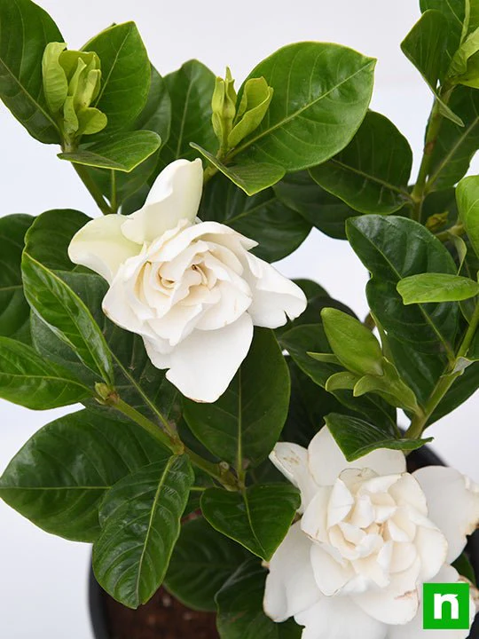 Gardenia, Ananta - Plant - Image 5
